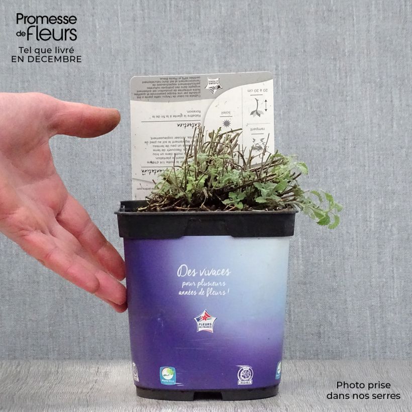 Example of Nepeta mussinii (racemosa) - Chataire Pot van 2 l/3 l as you get in hiver