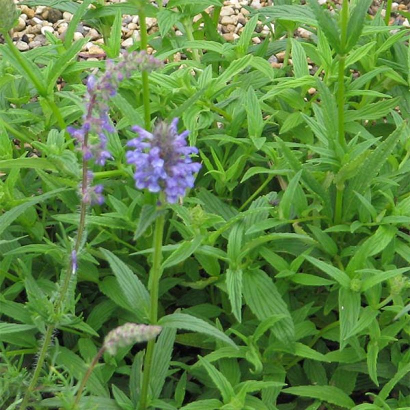 Nepeta nervosa - Kattenkruid (Foliage)