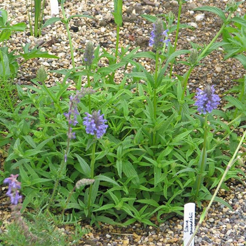 Nepeta nervosa - Kattenkruid (Plant habit)