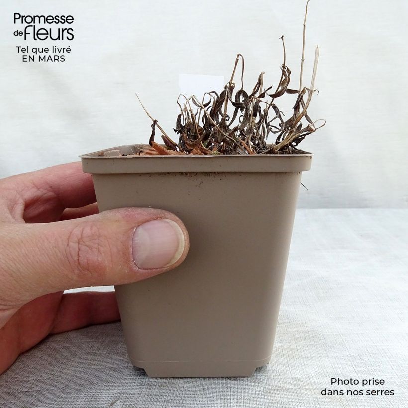 Example of Nepeta nervosa - Chataire nervurée Kweekpotje van 8/9 cm as you get in hiver