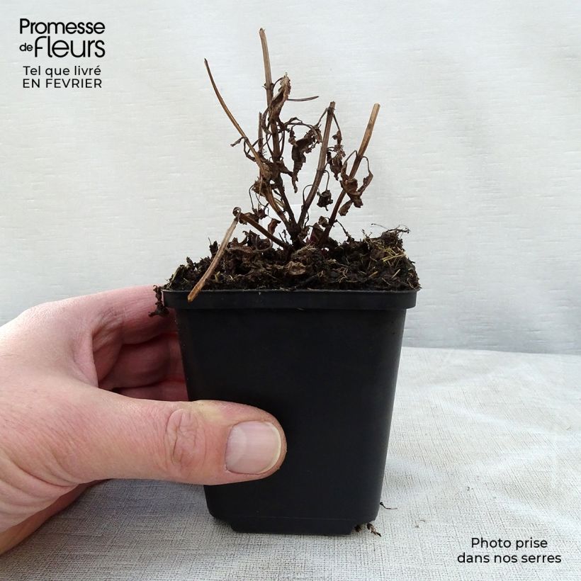 Example of Nepeta nervosa Neptune - Kattenkruid Kweekpotje van 8/9 cm as you get in hiver