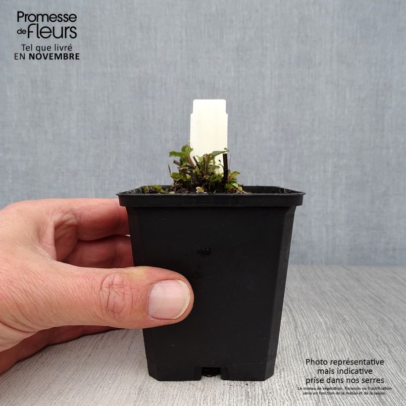 Exemplaar van Nepeta nuda Purple Cat - Kattenkruid Kweekpotje van 8/9 cm zoals geleverd in de herfst