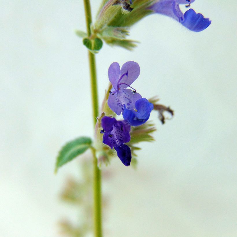 Nepeta racemosa Grog - Kattenkruid (Flowering)