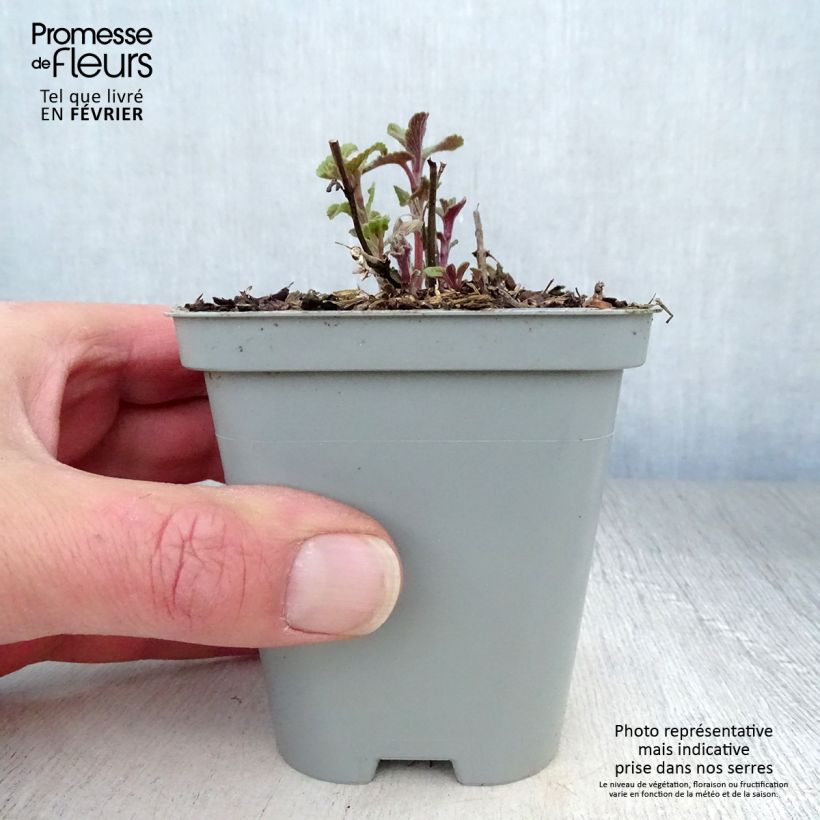 Example of Népéta racemosa Grog - Chataire Kweekpotje van 8/9 cm as you get in hiver