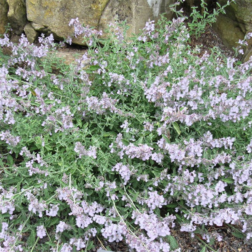 Nepeta racemosa Snowflake - Kattenkruid (Flowering)