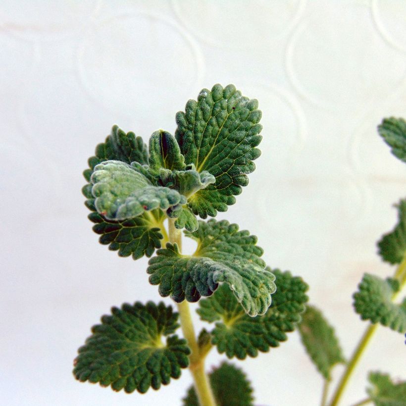 Nepeta racemosa Snowflake - Kattenkruid (Foliage)