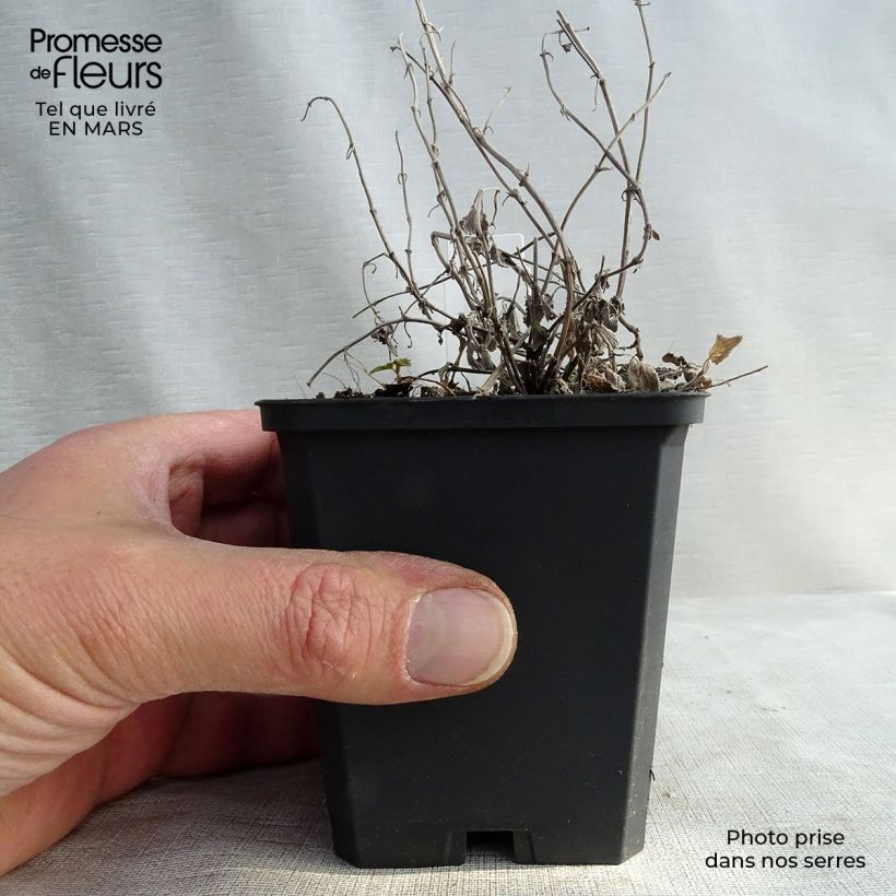 Exemplaar van Nepeta racemosa Snowflake - Kattenkruid Kweekpotje van 8/9 cm zoals geleverd in de lente