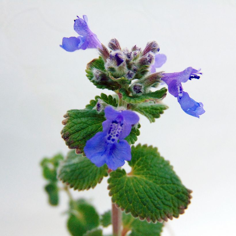 Nepeta racemosa Superba - Kattenkruid (Flowering)