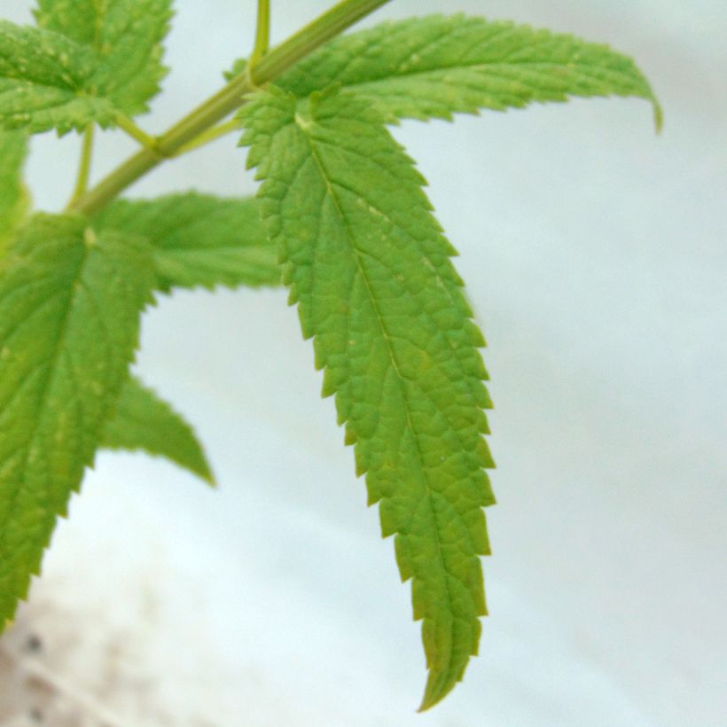 Nepeta sibirica Souvenir d Andre Chaudron - Siberisch kattenkruid (Foliage)