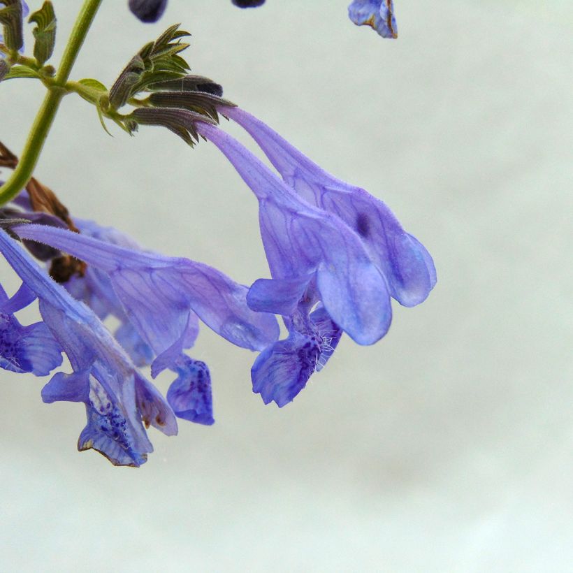 Nepeta sibirica Souvenir d Andre Chaudron - Siberisch kattenkruid (Flowering)