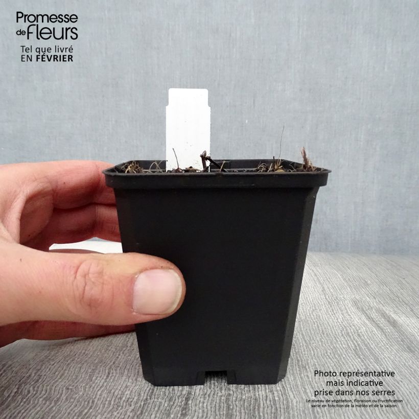 Example of Nepeta sibirica Souvenir d Andre Chaudron Kweekpotje van 8/9 cm as you get in hiver