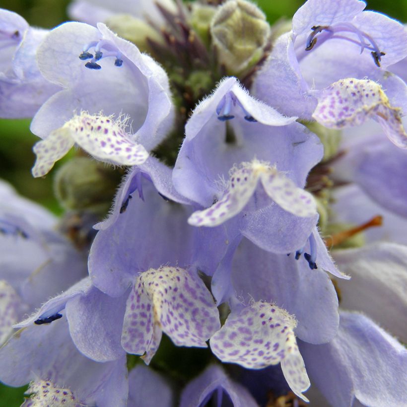 Nepeta subsessilis Blue Panther - Kattenkruid (Bloei)