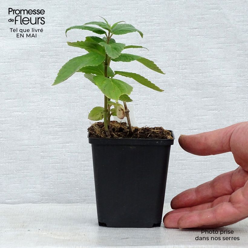 Exemplaar van Nepeta subsessilis - Kattenkruid Kweekpotje van 8/9 cm zoals geleverd in de lente