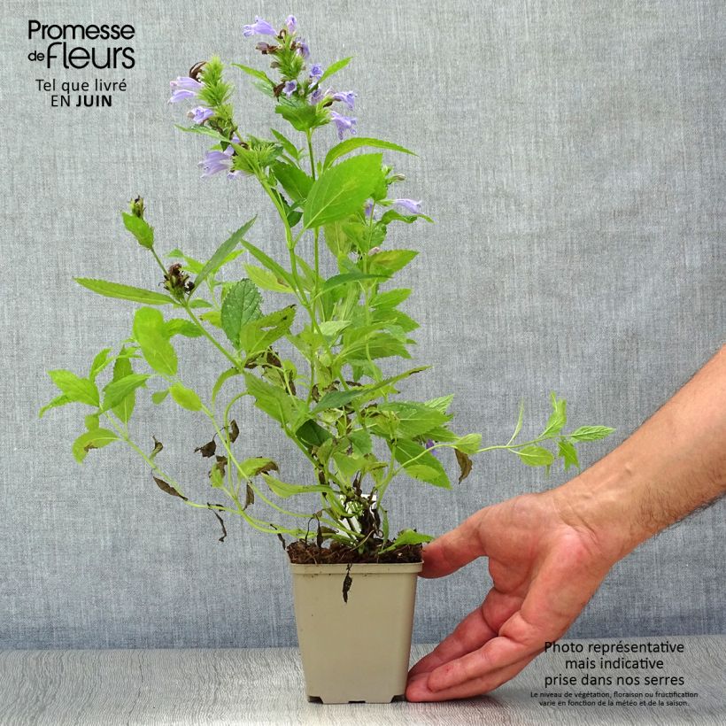 Exemplaar van Nepeta subsessilis - Kattenkruid Kweekpotje van 8/9 cm zoals geleverd in de zomer