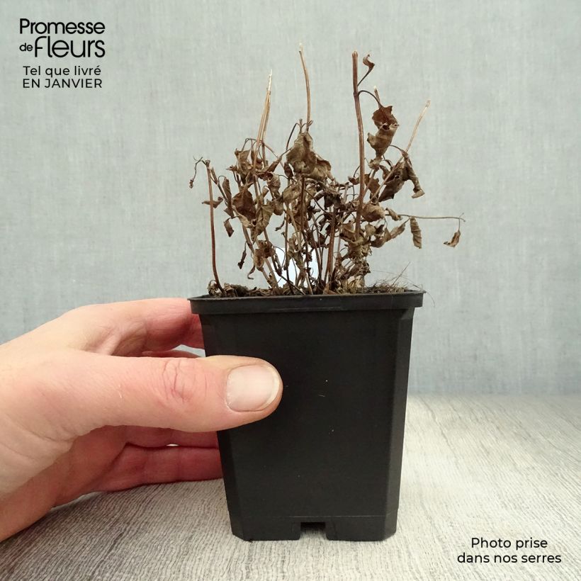 Example of Nepeta subsessilis - Chataire subsessile  Kweekpotje van 8/9 cm as you get in hiver