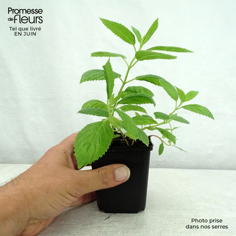Exemplaar van Nepeta subsessilis Laufen - Kattenkruid Kweekpotje van 8/9 cm zoals geleverd in de zomer