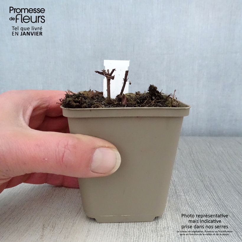 Example of Nepeta subsessilis Laufen - Chataire Kweekpotje van 8/9 cm as you get in hiver