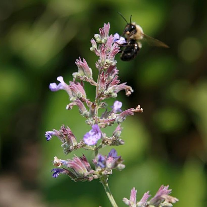 Nepeta Dropmore - Kattenkruid (Bloei)