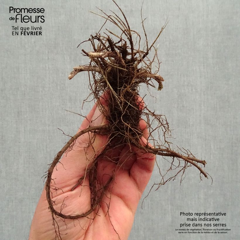 Example of Nepeta x faassenii Dropmore Naakte wortel as you get in hiver