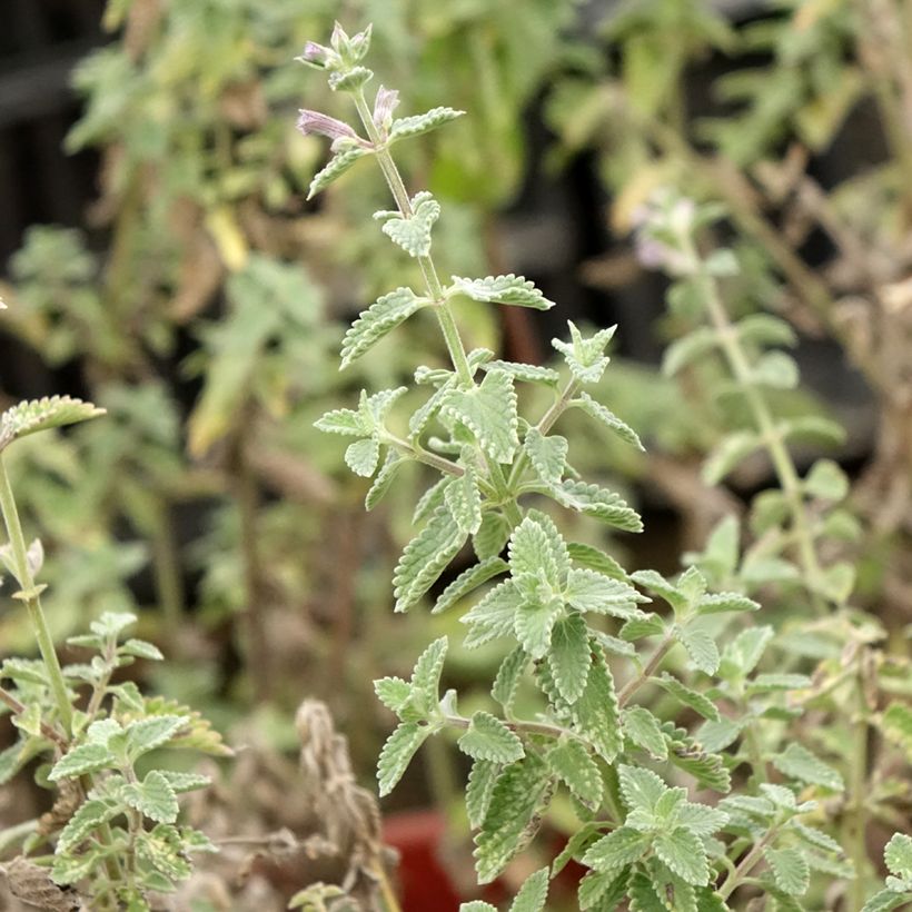 Nepeta Dropmore - Kattenkruid (Blad)