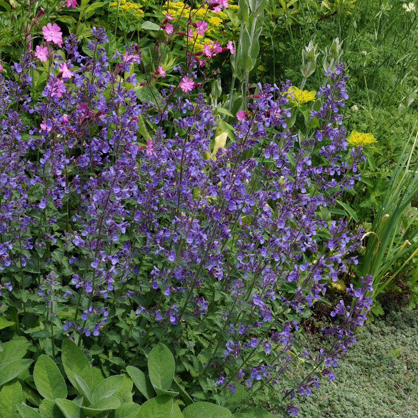 Nepeta Junior Walker - Kattenkruid (Groeiplaats)