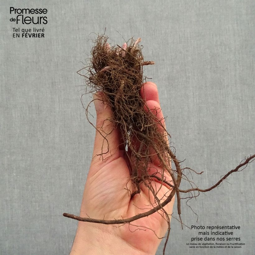 Example of Nepeta x faassenii Junior Walker Naakte wortel as you get in hiver