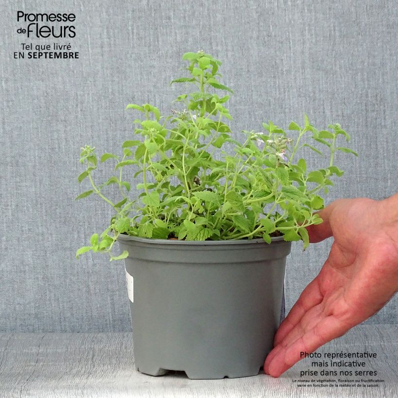Exemplaar van Nepeta faassenii Limelight - Kattenkruid Pot van 2 l/3 l zoals geleverd in de zomer
