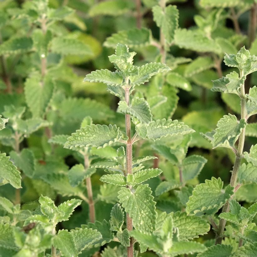 Nepeta faassenii Walkers Low - Kattenkruid (Blad)
