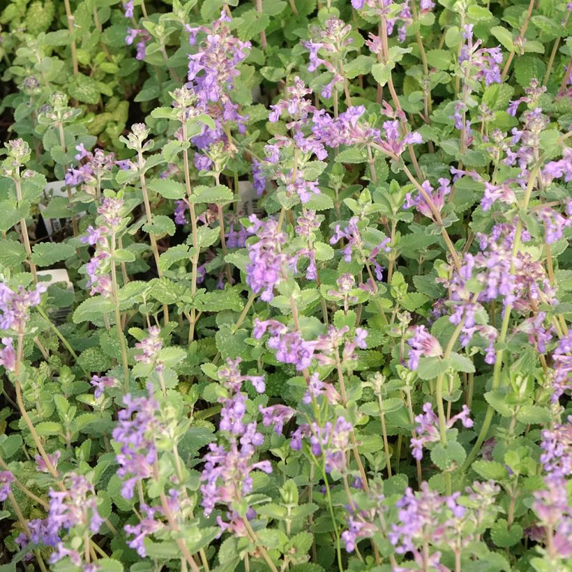 Nepeta faassenii Walkers Low - Kattenkruid (Bloei)