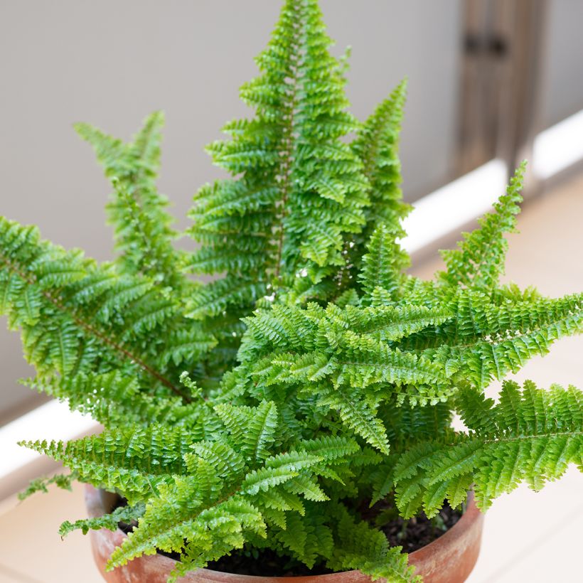 Nephrolepis exaltata Cotton Candy - Bostonvaren (Groeiplaats)