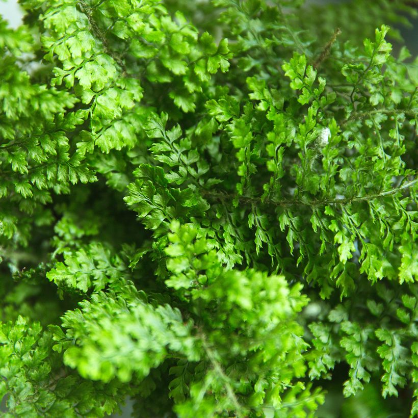 Nephrolepis exaltata Fluffy Ruffle - Bostonvaren (Blad)