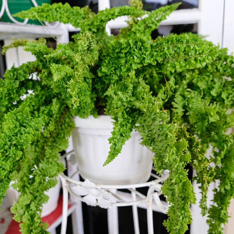 Nephrolepis exaltata Fluffy Ruffle - Bostonvaren (Groeiplaats)