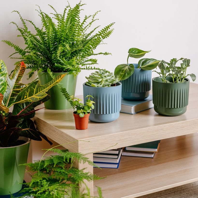 Nephrolepis exaltata Green Fantasy - Bostonvaren (Groeiplaats)