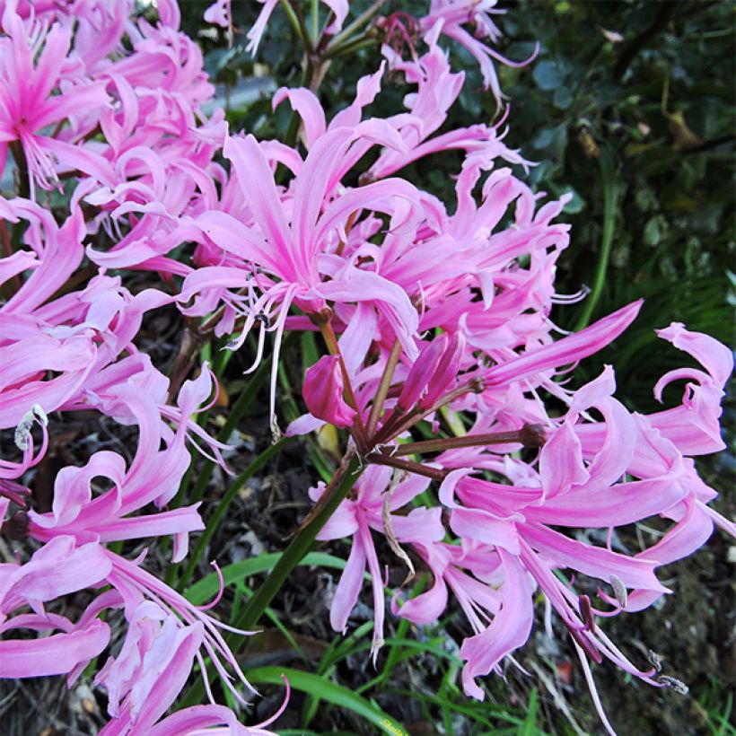 Nerine bowdenii - Kliplelie (Flowering)