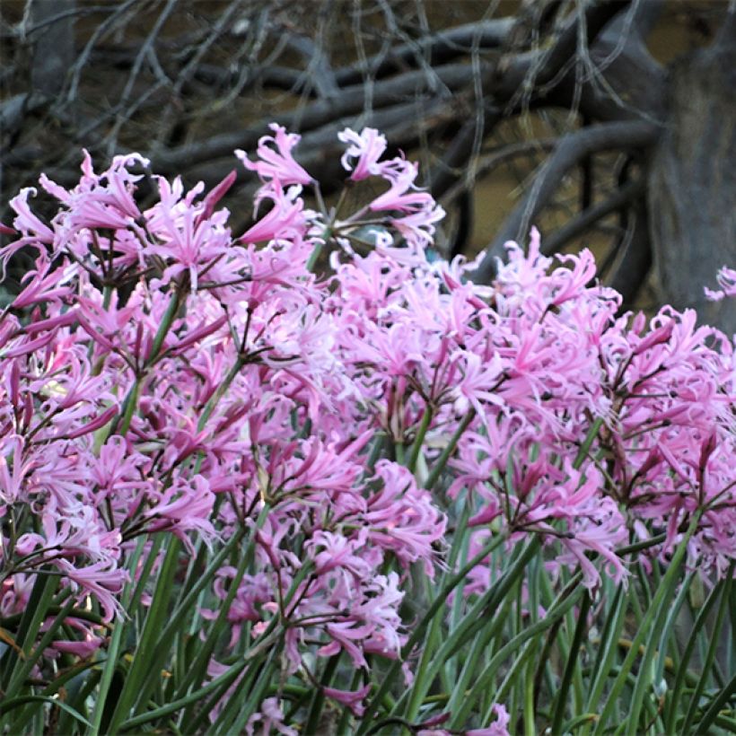 Nerine bowdenii - Kliplelie (Plant habit)