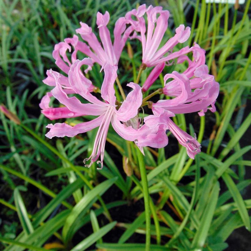 Nerine undulata - Kliplelie (Flowering)