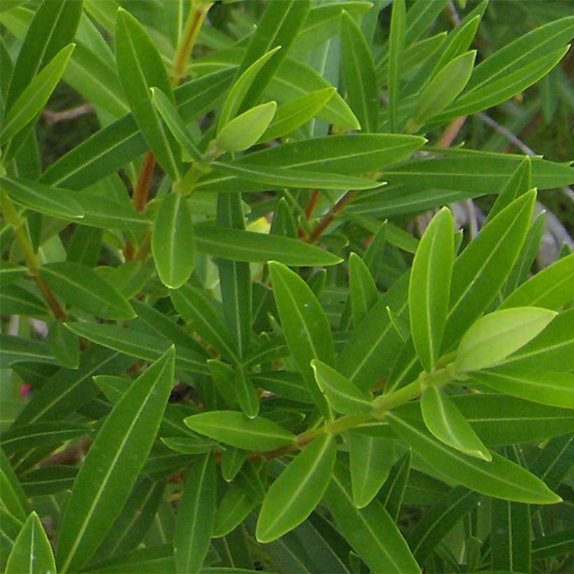 Nerium oleander Zalm - Rozenlaurier (Foliage)