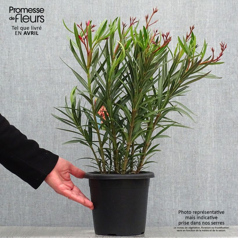 Exemplaar van Nerium oleander Soleil Levant - Oleander Pot van 3 l/4 l, Struik zoals geleverd in de lente