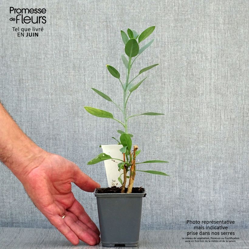 Exemplaar van Nicotiana glauca - Boomtabak Kweekpotje van 8/9 cm zoals geleverd in de zomer