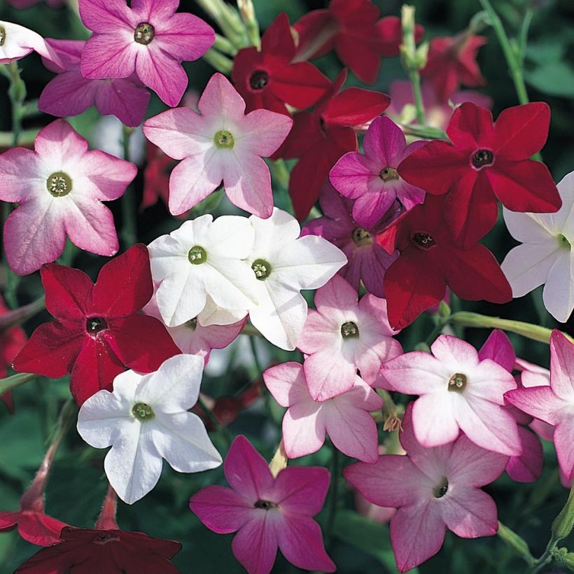Nicotiana sanderae Perfume F1 Mix - Siertabak (Flowering)