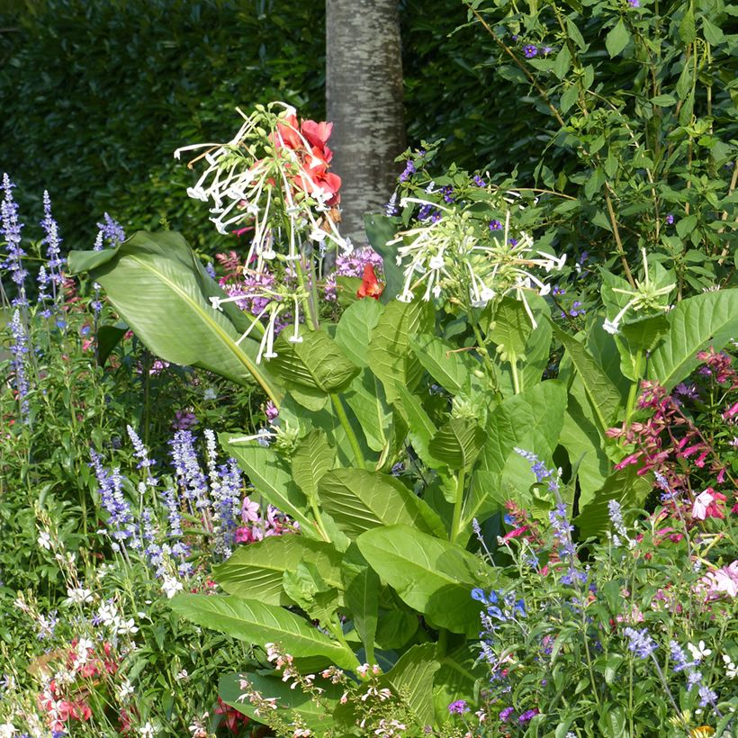 Nicotiana sylvestris (zaad) - Siertabak (Groeiplaats)
