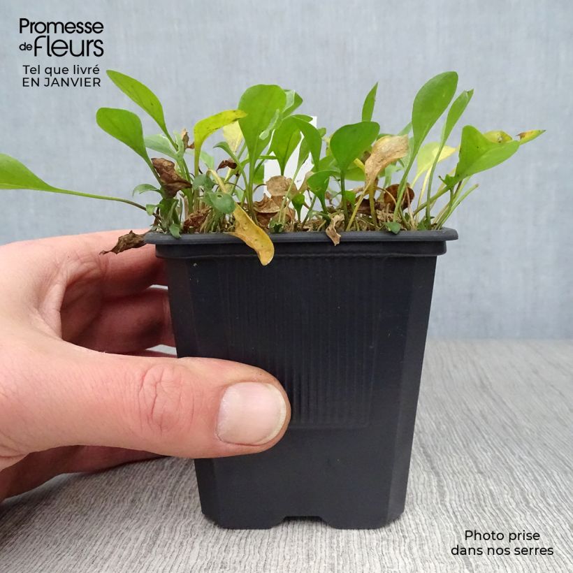 Example of Nierembergia repens - Nierembergia rampant Kweekpotje van 8/9 cm as you get in hiver