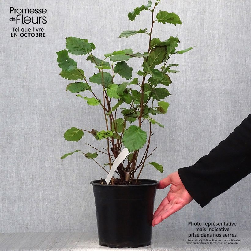 Exemplaar van Hazelaar Fertile de Coutard Pot van 3 l/4 l, Struik zoals geleverd in de herfst