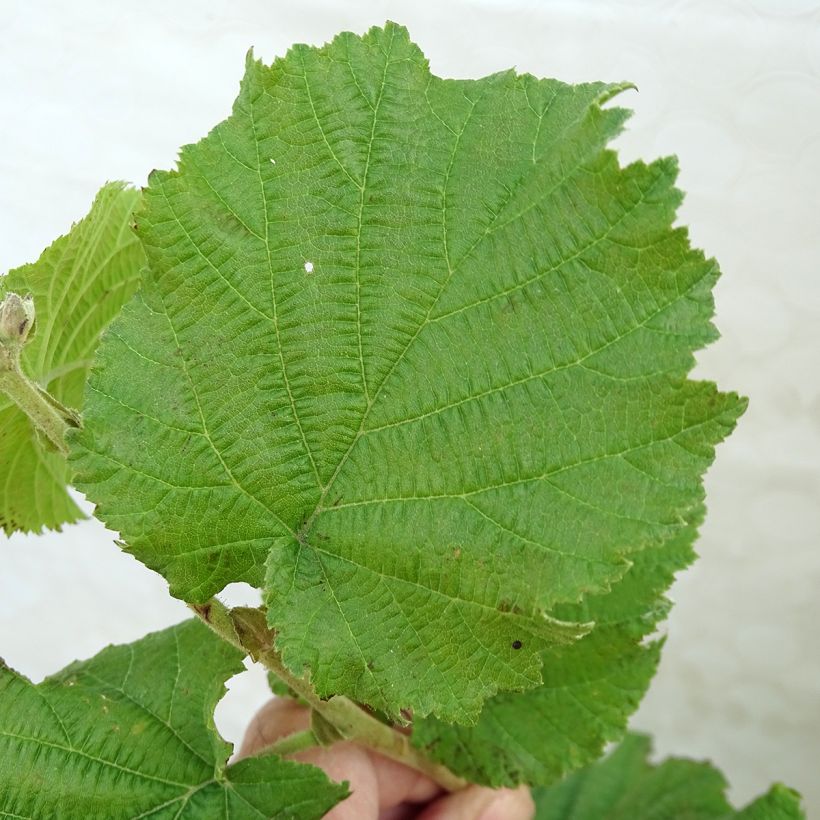 Lambertsnoot Géant de Halle (Blad)