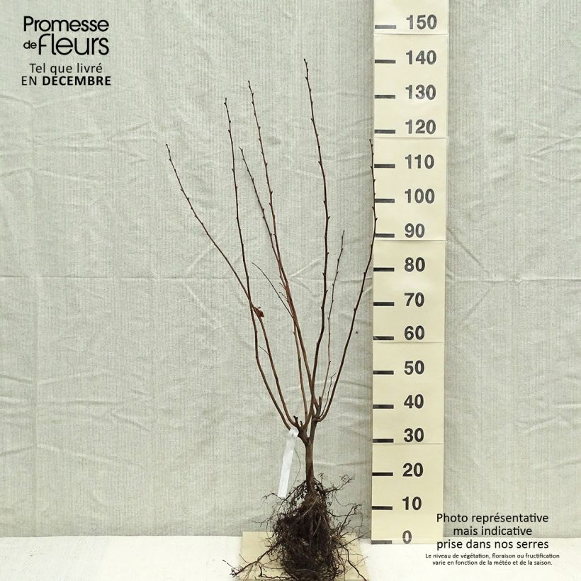 Exemplaar van Lambertsnoot Géant de Halle Naakte wortel zoals geleverd in de winter