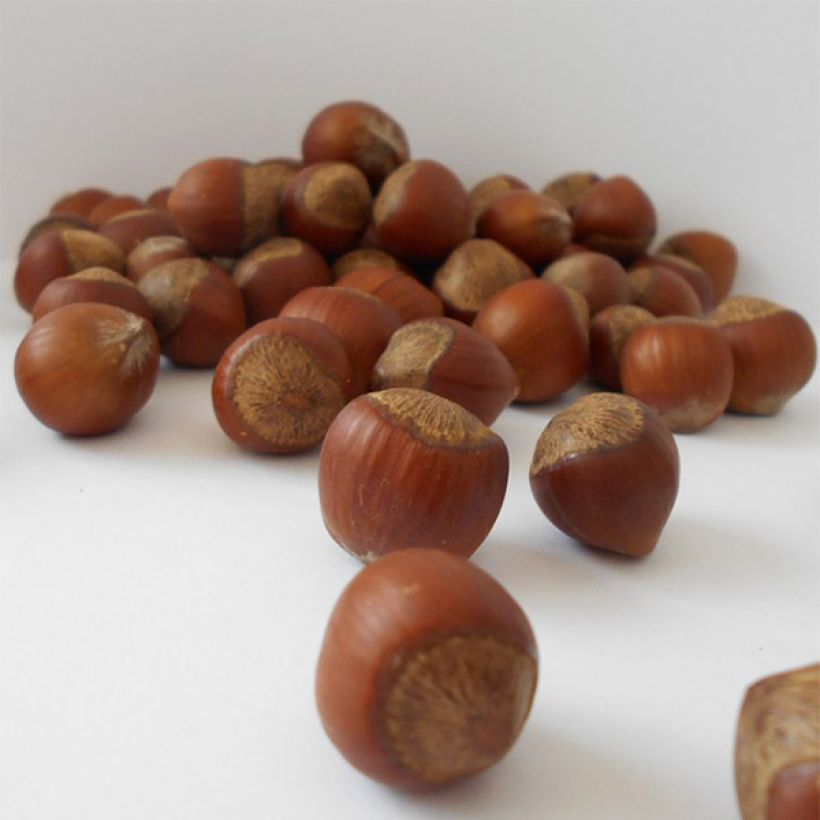 Corylus avellana Rode Zellernoot - Hazel (Harvest)