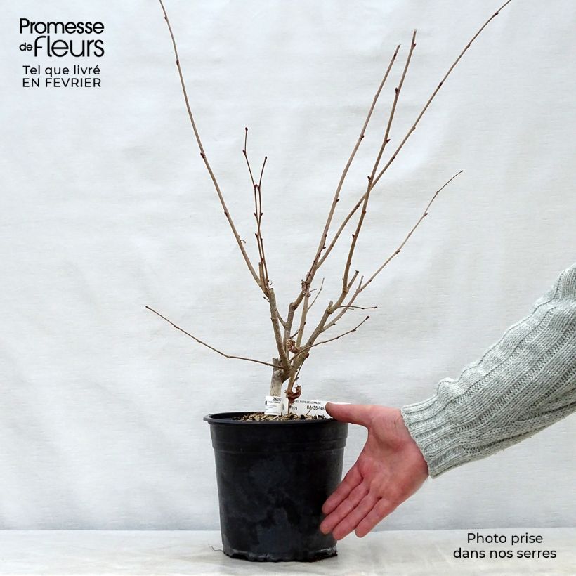 Example of Corylus avellana Rode Zellernoot - Hazel Pot van 3 l/4 l, Struik as you get in hiver