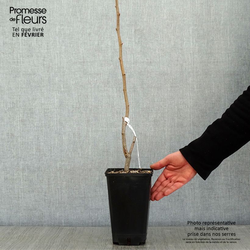 Exemplaar van Hazelaar Longue d'Espagne Pot van 3 l/4 l, Struik zoals geleverd in de winter