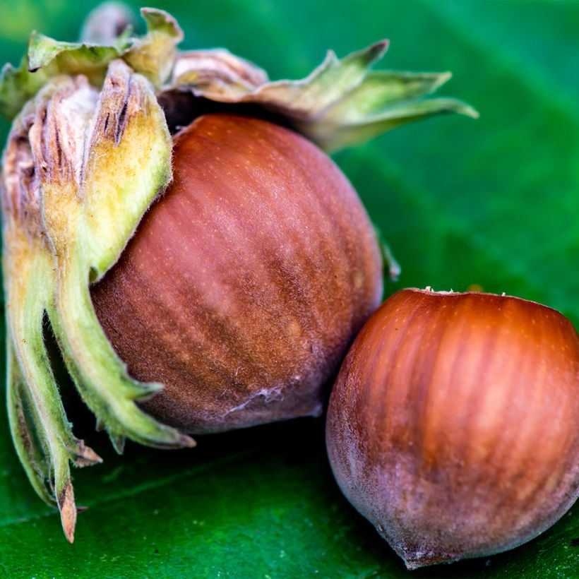 Hazelaar Longue d'Espagne (Oogst)