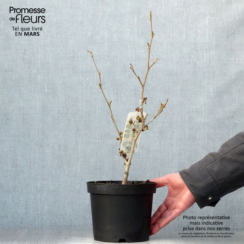 Exemplaar van Hamamelis intermedia Westerstede - Toverhazelaar Pot van 3 l/4 l zoals geleverd in de lente